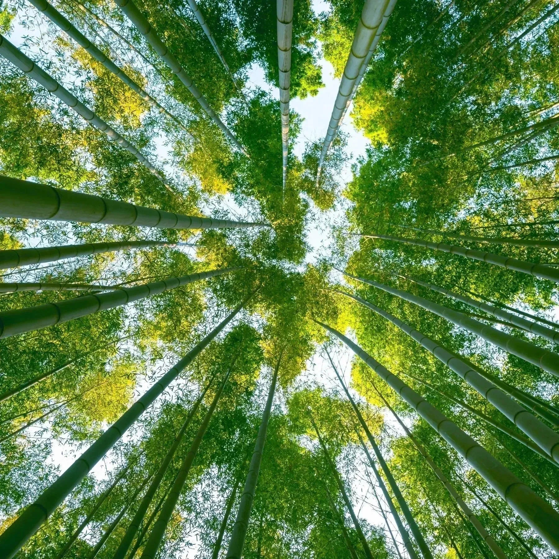 [product_title]-[product_type]-[product_vendor]