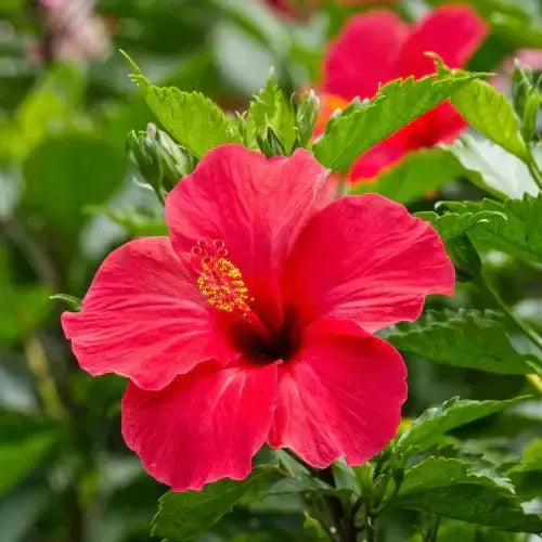 [product_title]-[product_type]-[product_vendor]