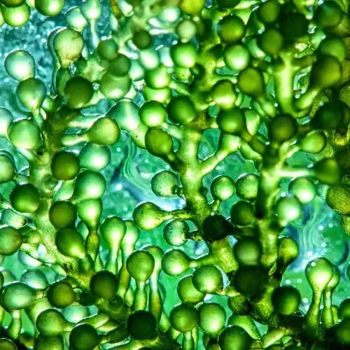 [product_title]-[product_type]-[product_vendor]